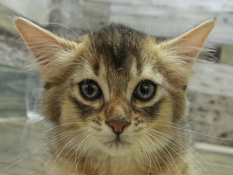 ネコ - ABLOうるま店 | ペッツワン